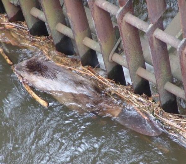 Rescuing a beaver - Sputnik International