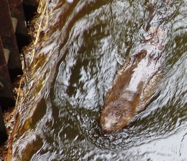 Rescuing a beaver - Sputnik International