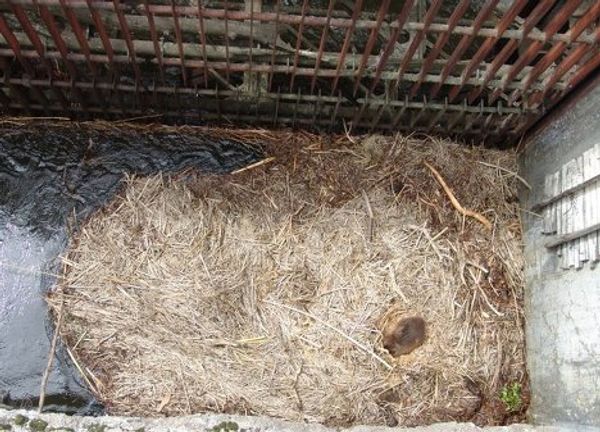 Rescuing a beaver - Sputnik International