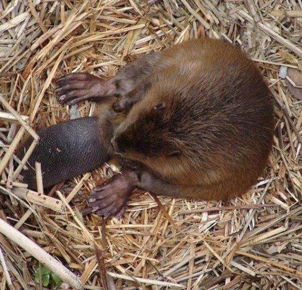 Rescuing a beaver - Sputnik International