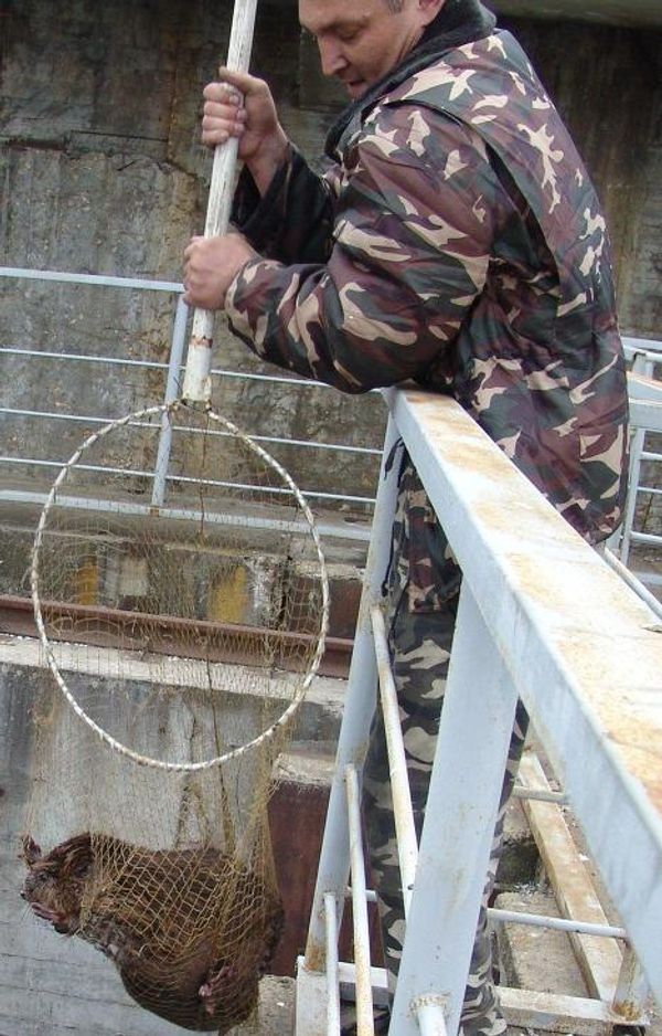 Rescuing a beaver - Sputnik International