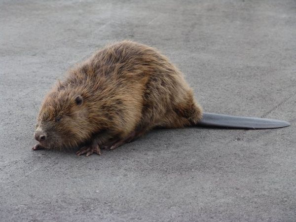 Rescuing a beaver - Sputnik International