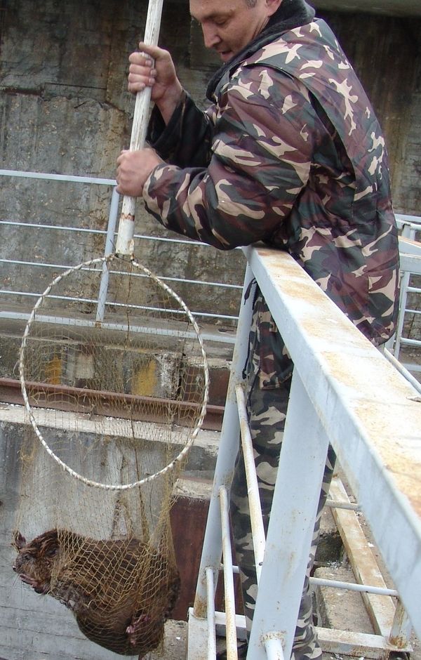 Rescuing a beaver - Sputnik International