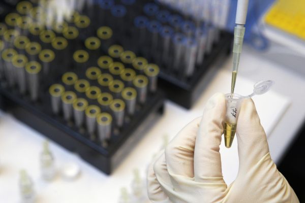 The success of the Russian scientists may open a door to a whole new area of experiments in reviving extinct plants - Sputnik International