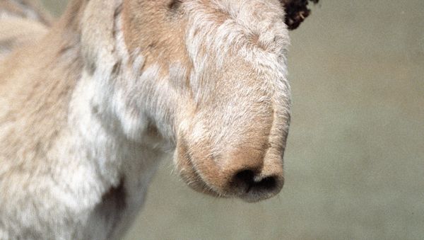 Saiga antelope Saiga antelope - Sputnik International