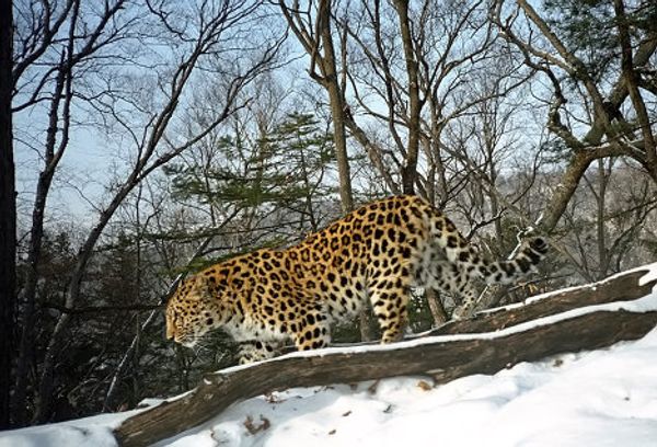 Russia’s endangered species - Sputnik International