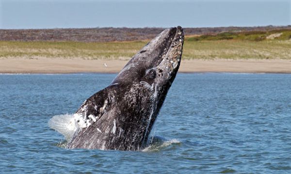Russia’s endangered species - Sputnik International