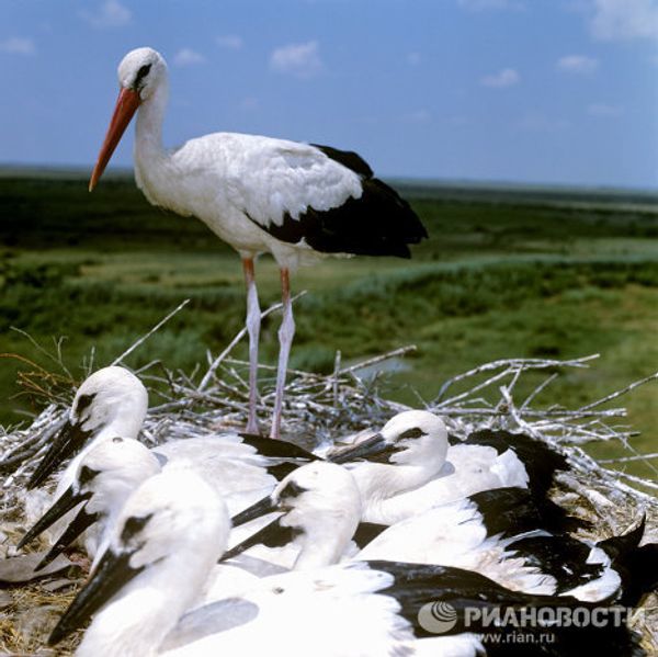 Russia’s endangered species - Sputnik International