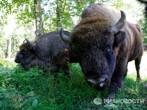 Russia’s endangered species - Sputnik International