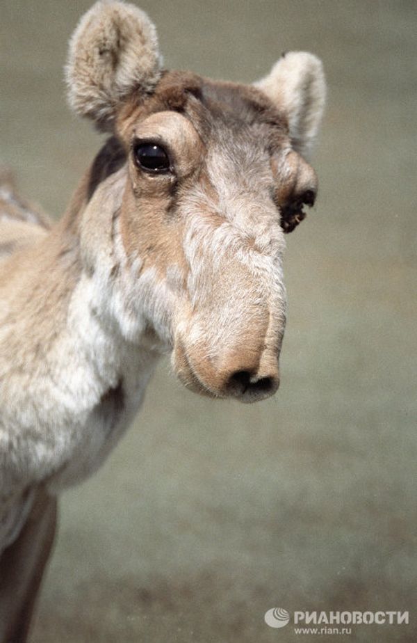 Russia’s endangered species - Sputnik International