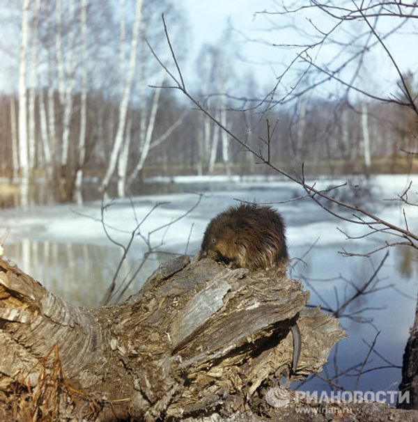 Russia’s endangered species - Sputnik International