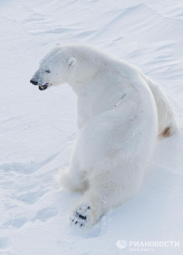 Russia’s endangered species - Sputnik International