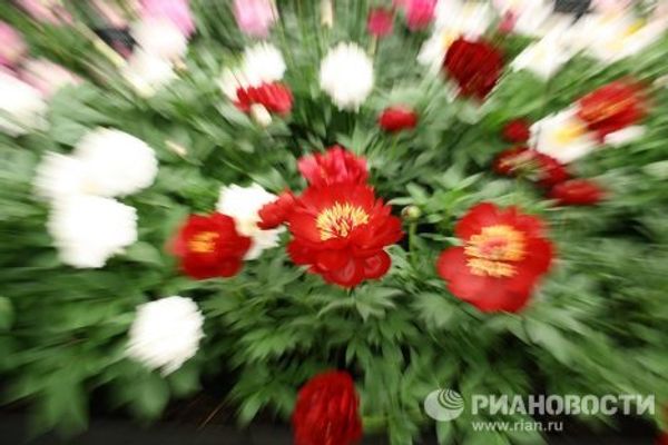 World’s haute couture flower fashion in London World’s haute couture flower fashion in London - Sputnik International