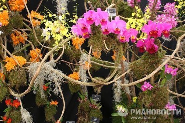 World’s haute couture flower fashion in London World’s haute couture flower fashion in London - Sputnik International