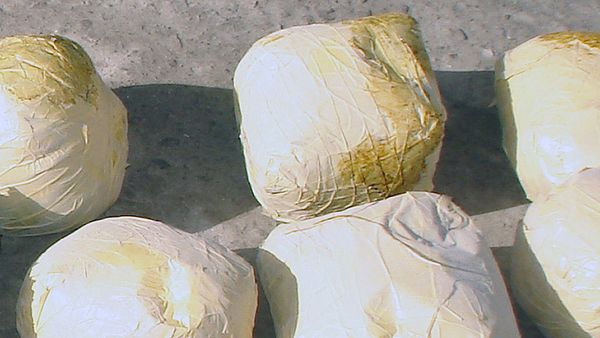 Eliminating drugs key to solving Afghanistan's problems - official - Sputnik International
