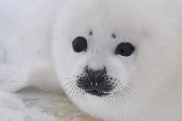 Pamela Anderson asks Russia's Putin to ban imports of Canadian baby seal fur Pamela Anderson asks Russia's Putin to ban imports of Canadian baby seal fur - Sputnik International