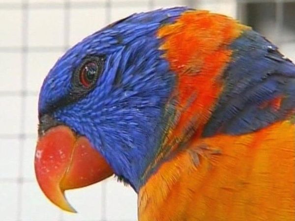 Birds mysteriously drunk - Sputnik International
