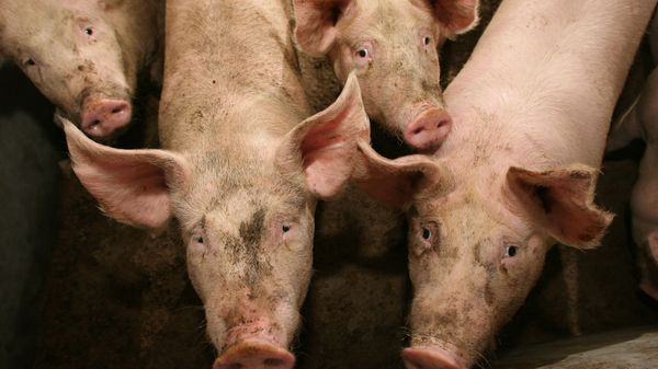 Swine flu - Sputnik International