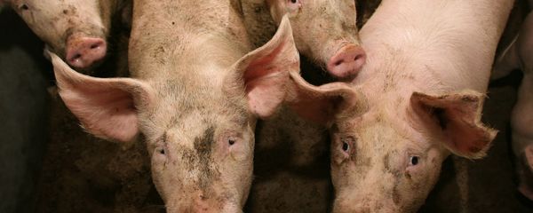 Swine flu - Sputnik International