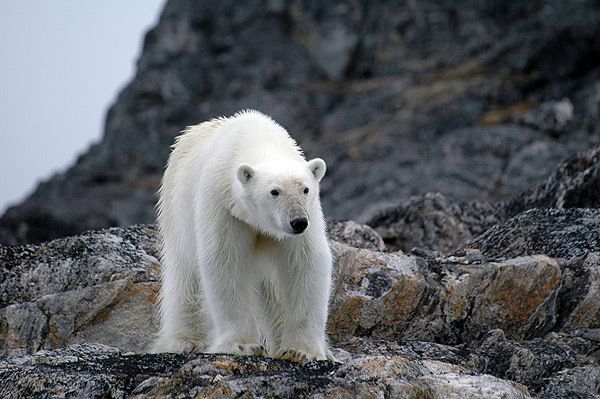 Man mauled to death by polar bear in Russia's Far East - Sputnik International