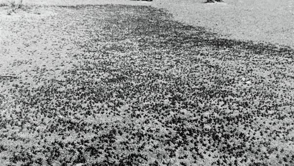 Swarms of locusts can travel great distances, rapidly stripping fields and causing extensive damage to crops Swarms of locusts can travel great distances, rapidly stripping fields and causing extensive damage to crops - Sputnik International