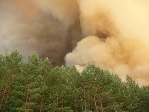 Heat and drought spark forest fires in Russia - Sputnik International