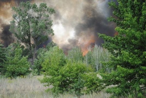 Heat and drought spark forest fires in Russia - Sputnik International