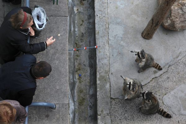 People looking at Moscow Zoo inhabitants. - Sputnik International