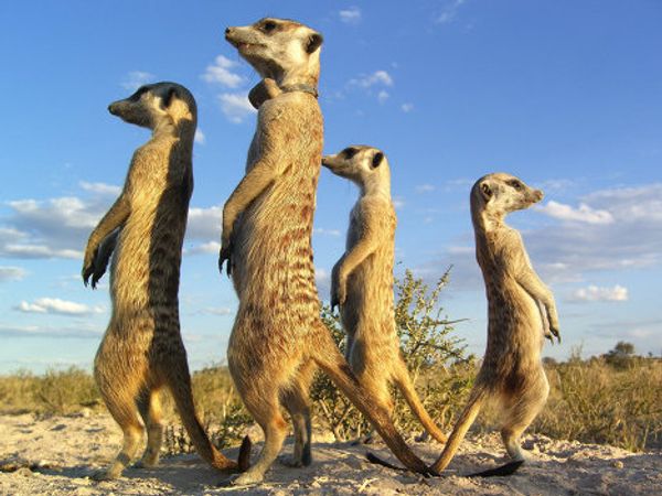 Meerkat routine: Early to bed, early to rise? Meerkat routine: Early to bed, early to rise? - Sputnik International