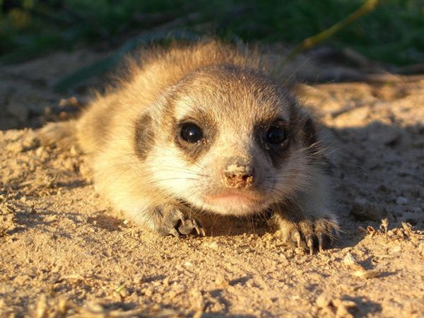 Meerkat routine: Early to bed, early to rise? Meerkat routine: Early to bed, early to rise? - Sputnik International