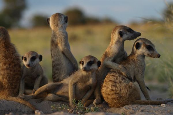 Meerkat routine: Early to bed, early to rise? Meerkat routine: Early to bed, early to rise? - Sputnik International