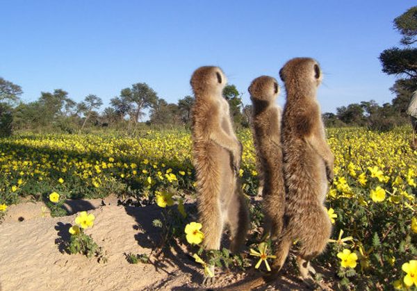Meerkat routine: Early to bed, early to rise? Meerkat routine: Early to bed, early to rise? - Sputnik International