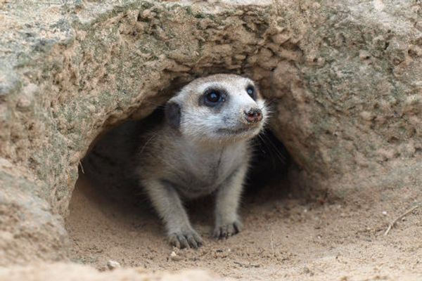 Meerkat routine: Early to bed, early to rise? Meerkat routine: Early to bed, early to rise? - Sputnik International