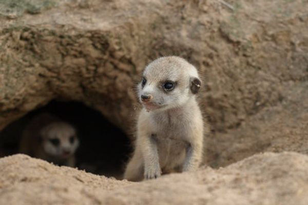 Meerkat routine: Early to bed, early to rise? Meerkat routine: Early to bed, early to rise? - Sputnik International