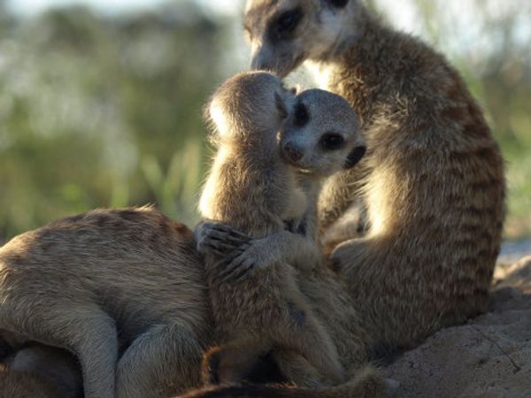 Meerkat routine: Early to bed, early to rise? Meerkat routine: Early to bed, early to rise? - Sputnik International