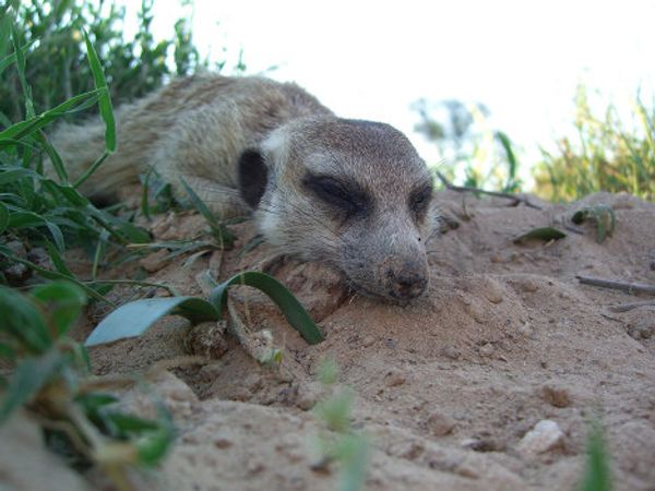 Meerkat routine: Early to bed, early to rise? Meerkat routine: Early to bed, early to rise? - Sputnik International