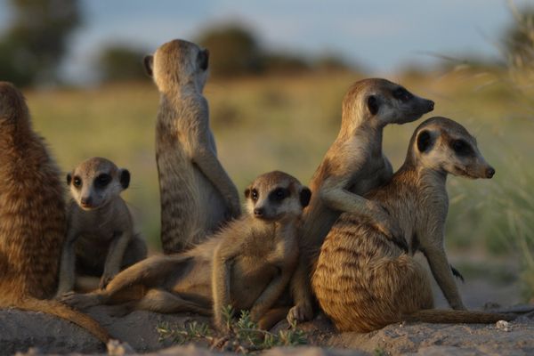 Meerkat routine: Early to bed, early to rise?  - Sputnik International