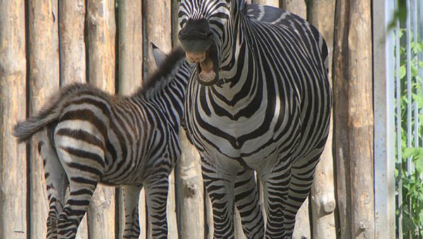 Zebra in Kiev Zoo Zebra in Kiev Zoo - Sputnik International