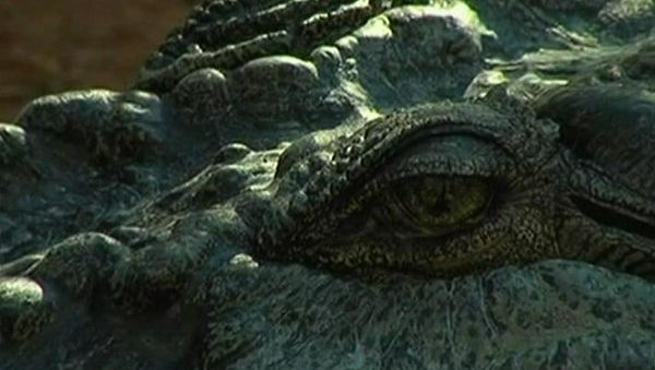 Drunk man attacked by crocodile - Sputnik International
