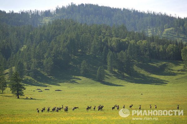 The Altai Maral, the deer with the most valuable antlers - Sputnik International