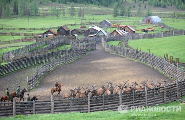 The Altai Maral, the deer with the most valuable antlers - Sputnik International