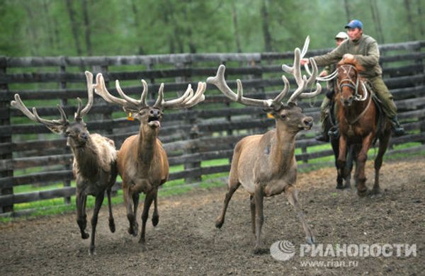 The Altai Maral, the deer with the most valuable antlers - Sputnik International