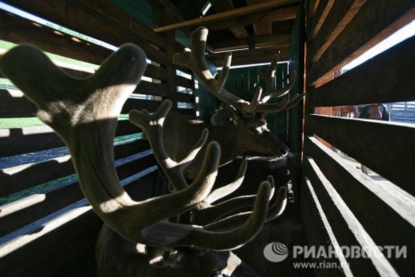 The Altai Maral, the deer with the most valuable antlers - Sputnik International