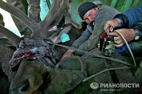 The Altai Maral, the deer with the most valuable antlers - Sputnik International