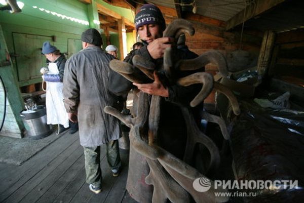 The Altai Maral, the deer with the most valuable antlers - Sputnik International
