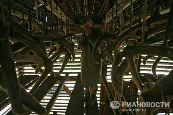 The Altai Maral, the deer with the most valuable antlers - Sputnik International