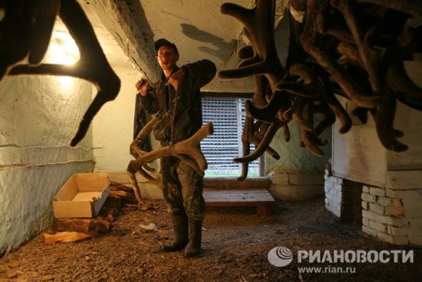The Altai Maral, the deer with the most valuable antlers - Sputnik International
