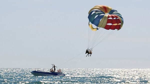 Donkey forced to parasail Donkey forced to parasail - Sputnik International