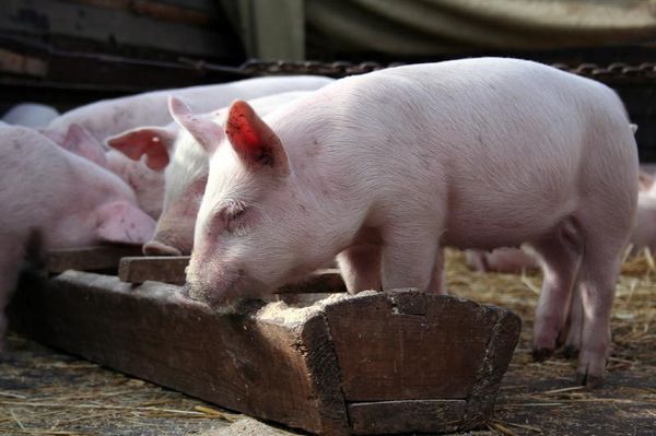 Pigs - Sputnik International