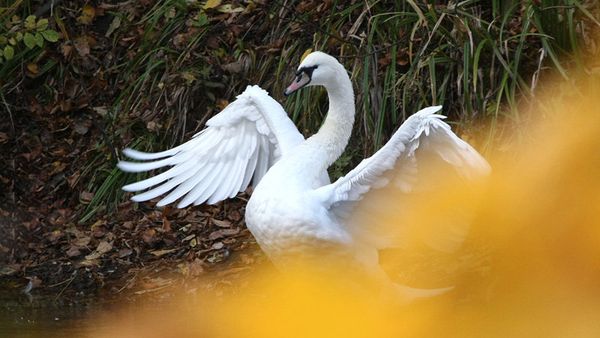 Swan - Sputnik International